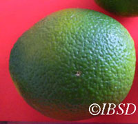 Fruits