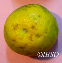Fruits