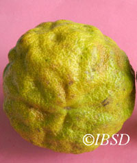 Fruits