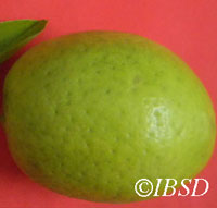 Fruits