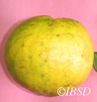 Fruits