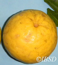 Fruits