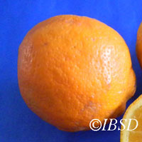 Fruits