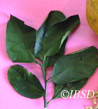 Leaves