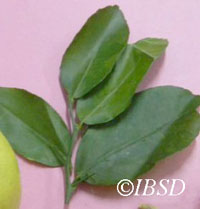 Leaves