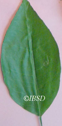 Leaves