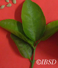 Leaves
