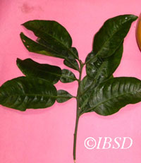 Leaves