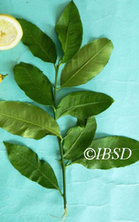 Leaves
