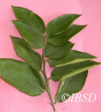 Leaves