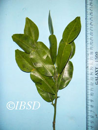 Leaves