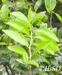 Leaves