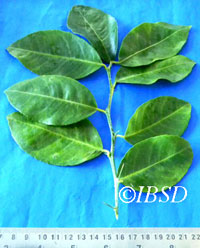 Leaves