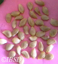 Seeds