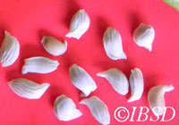 Seeds