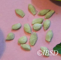 Seeds
