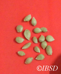 Seeds