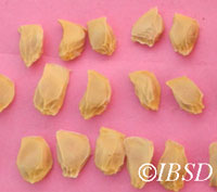 Seeds
