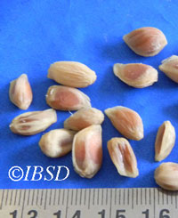 Seeds