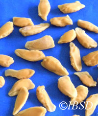 Seeds