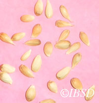 Seeds