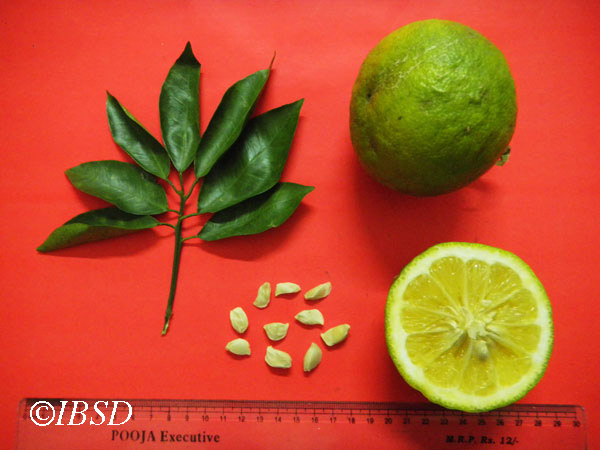 Leaves