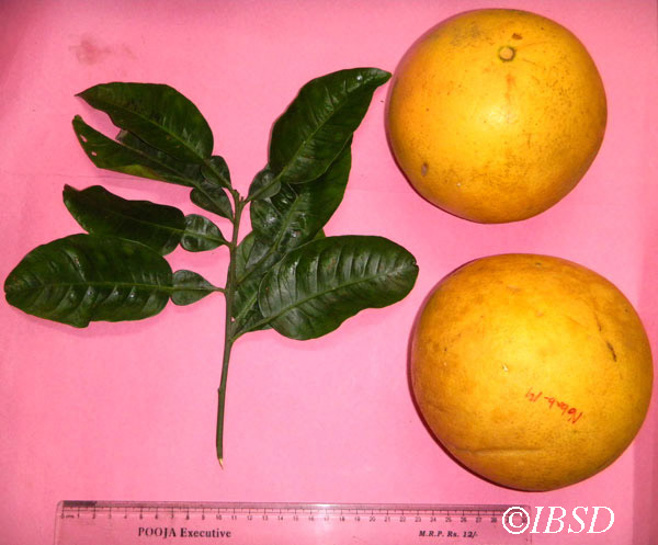 Leaves