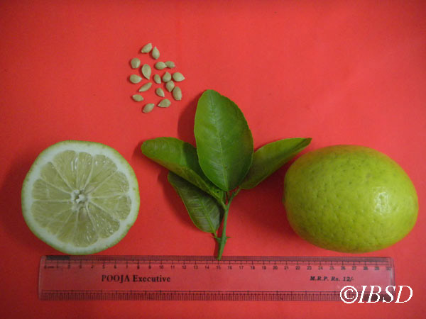 Leaves