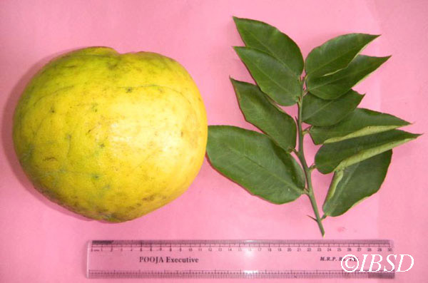 Leaves