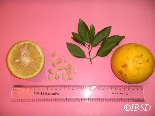 Leaves