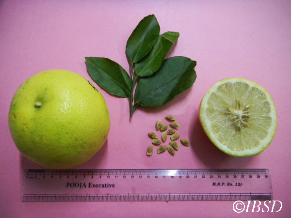 Leaves
